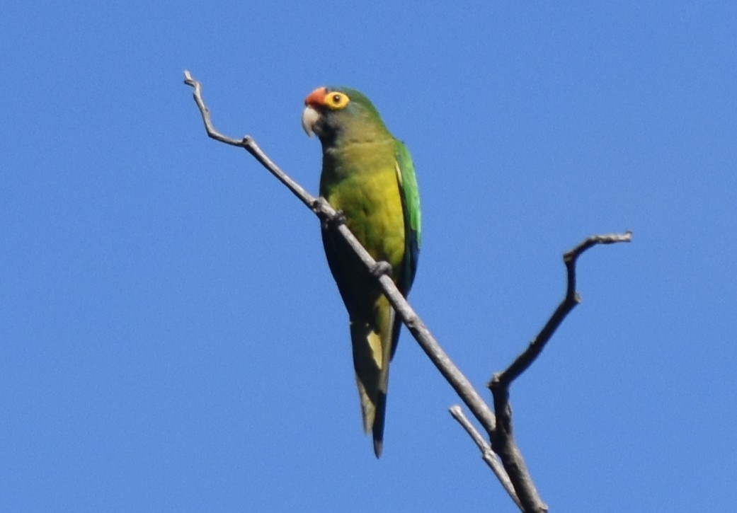 Orange-fronted Parakeet - ML644241243