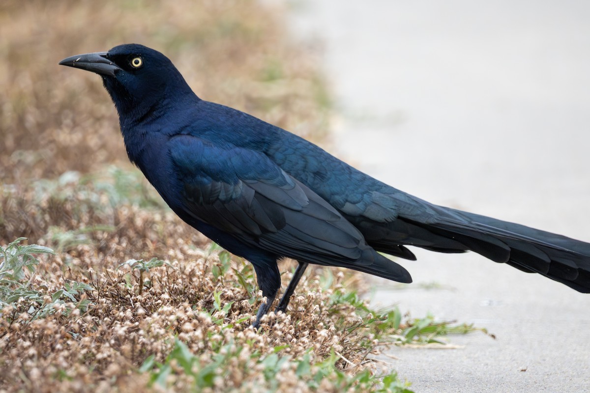 Great-tailed Grackle - ML644241250