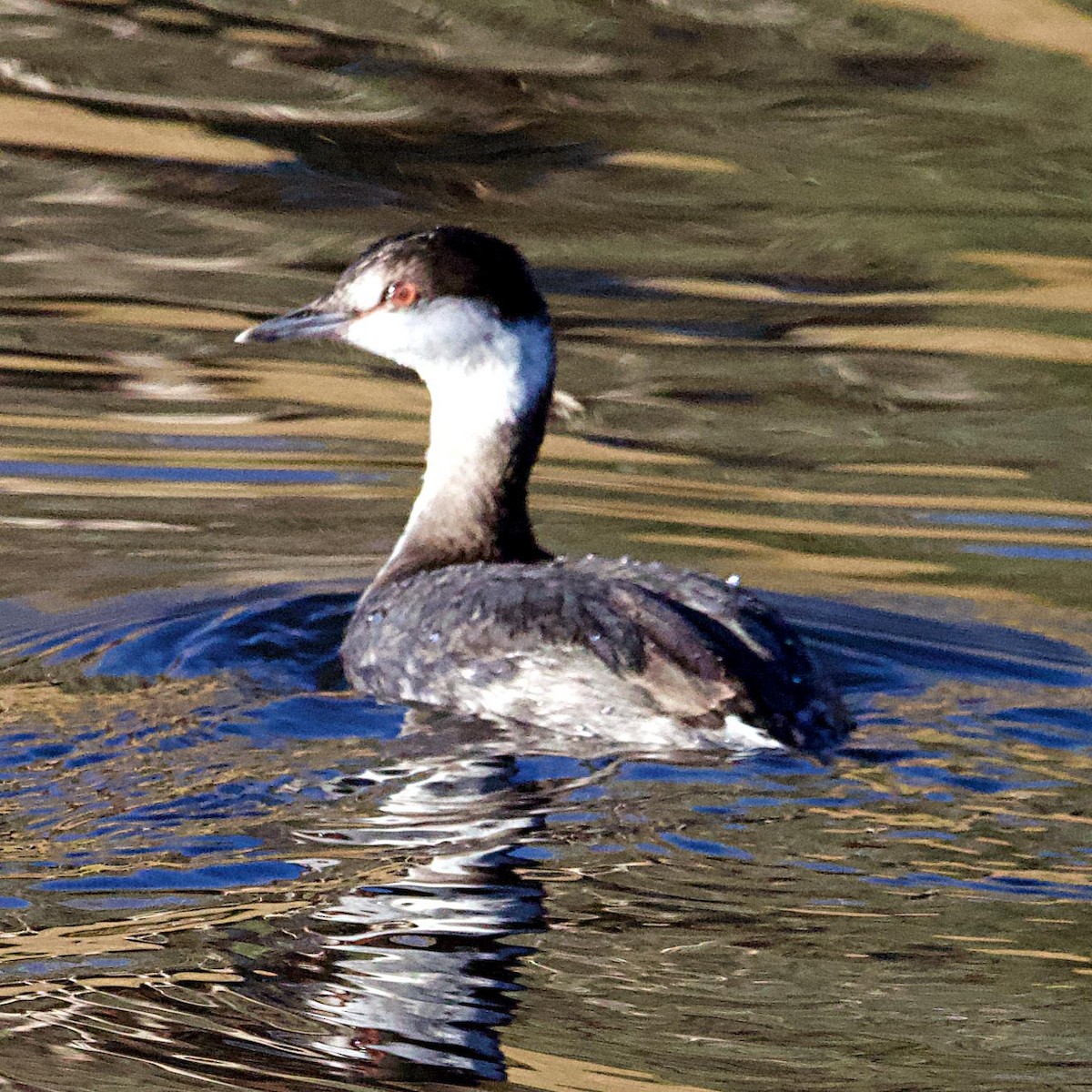 Ухаа шунгуур - ML644241264