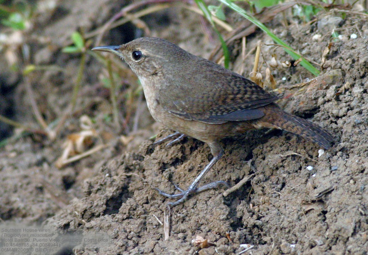 Southern House Wren - ML644241265