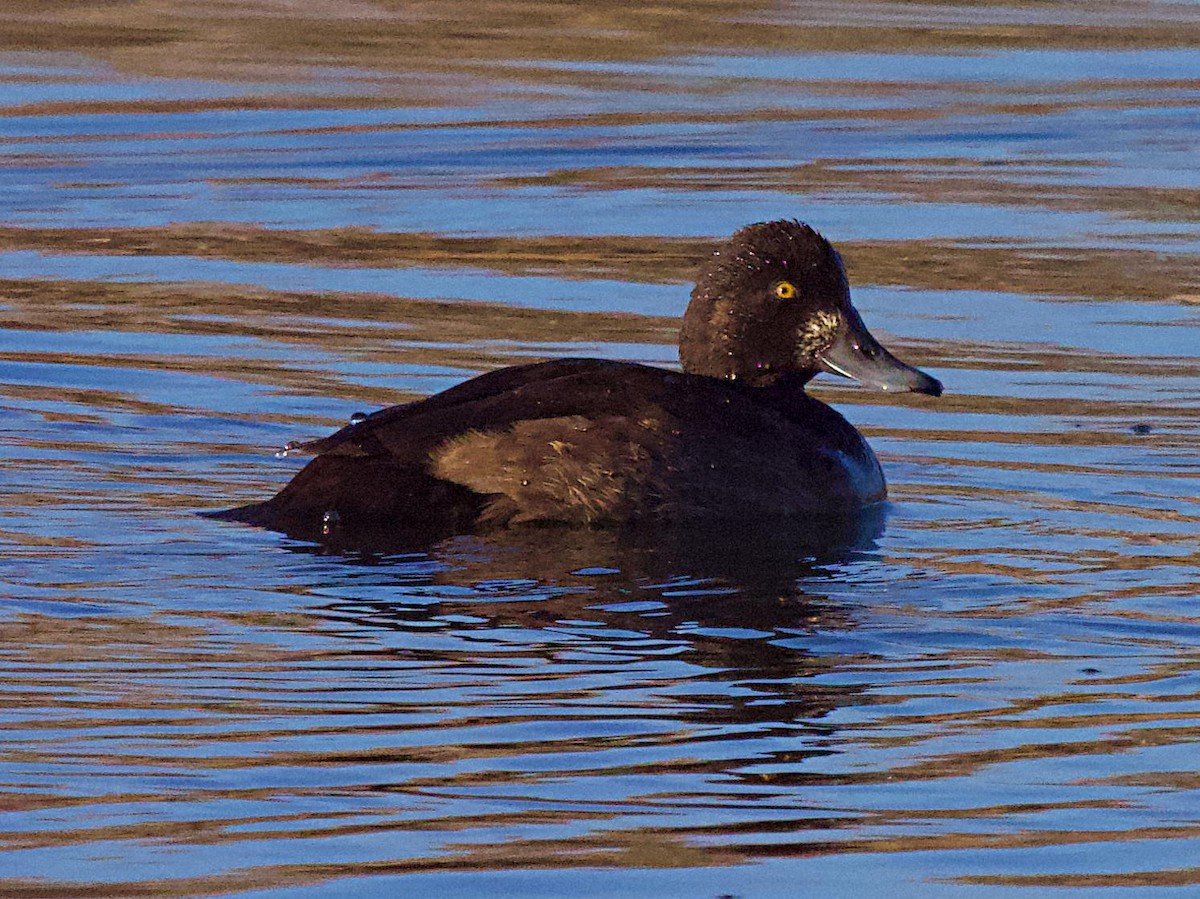 Морская чернеть - ML644241290