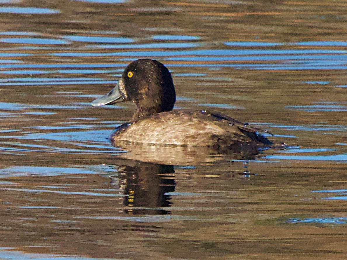 Морская чернеть - ML644241291