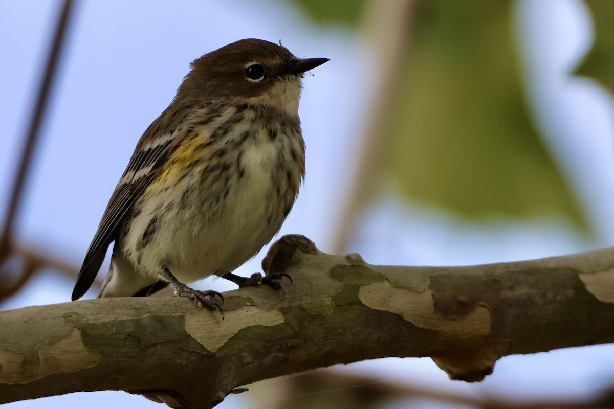 סבכון הכתר - ML644241293