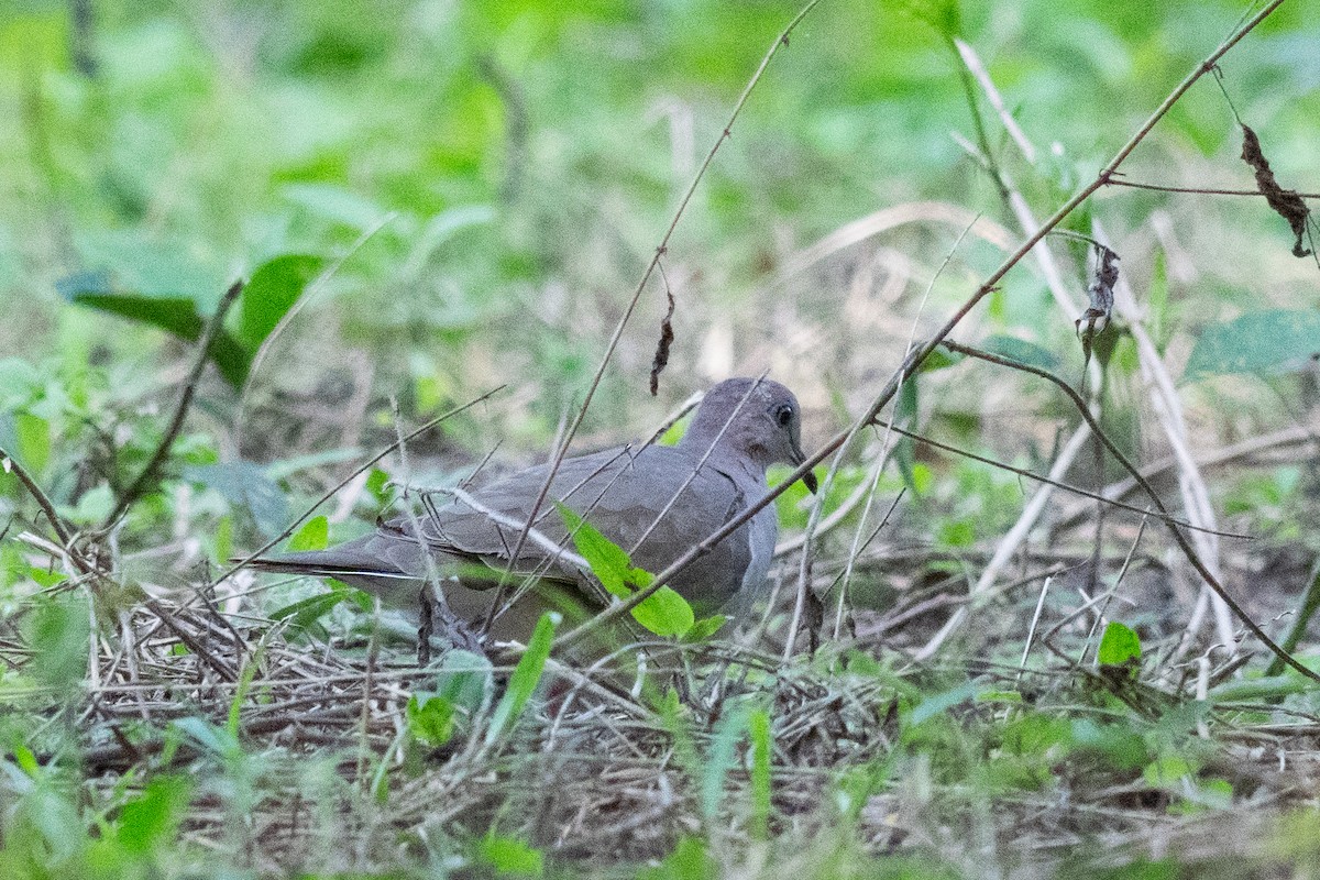 White-tipped Dove - ML644241294