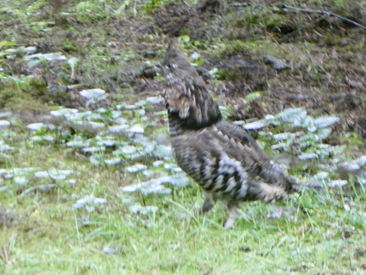 Gélinotte huppée - ML644241327