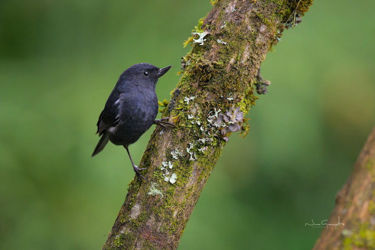 Pinchaflor Flanquiblanco - ML644241343