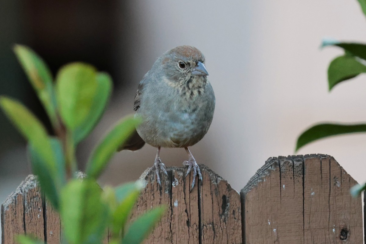 Canyon Towhee - ML644241348