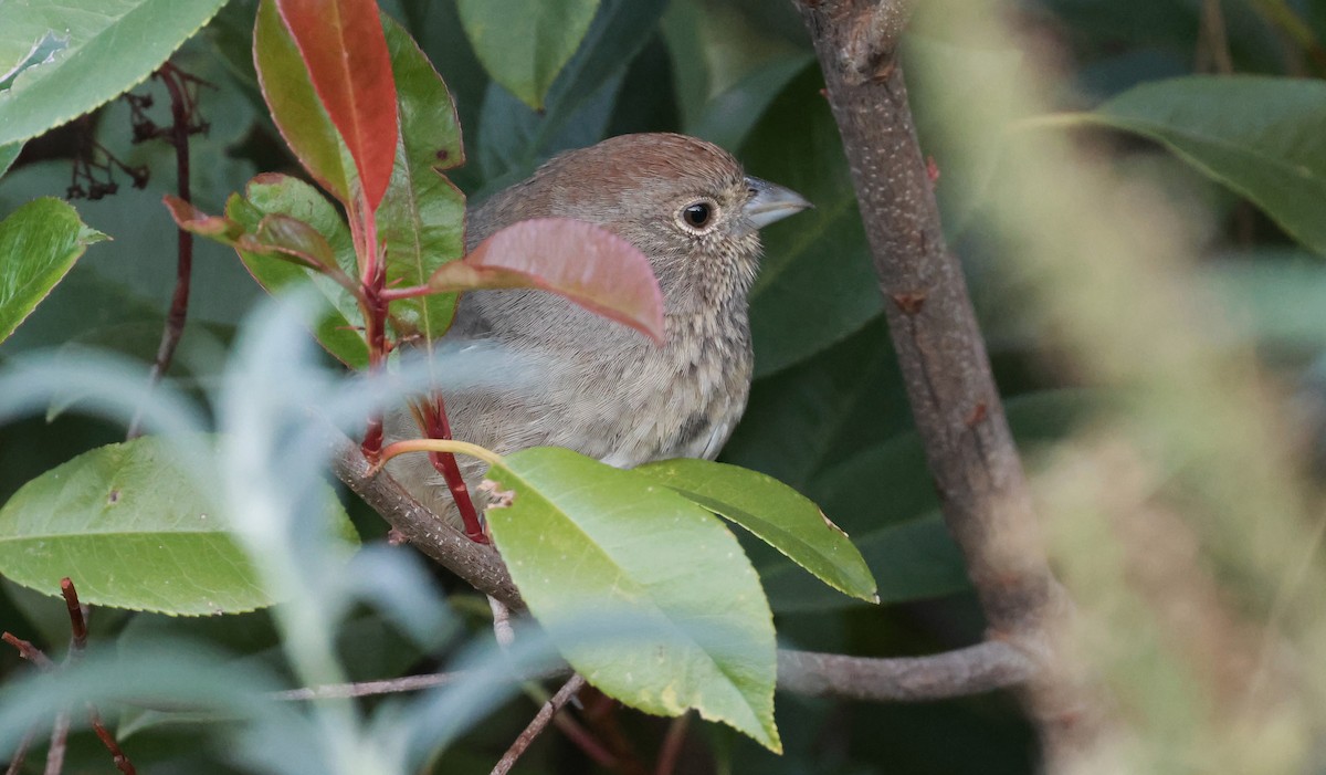 Canyon Towhee - ML644241352