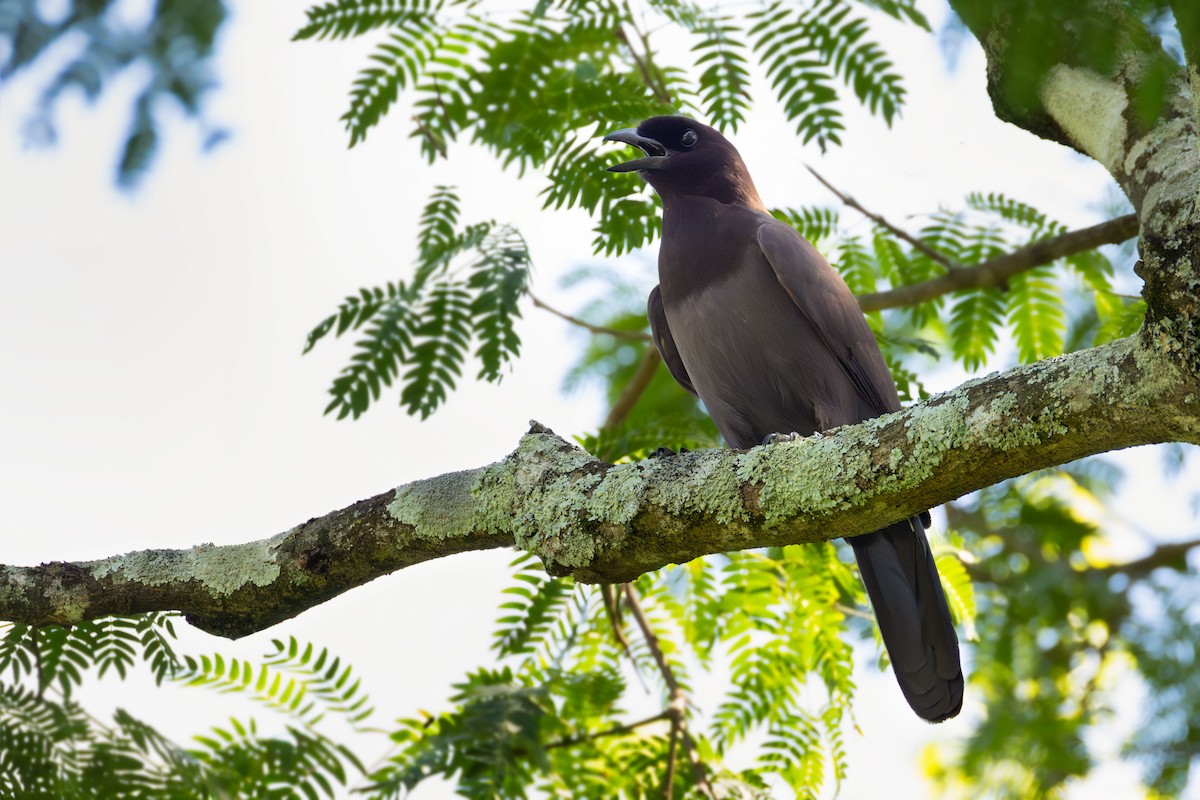 fløyelsskrike - ML644241355