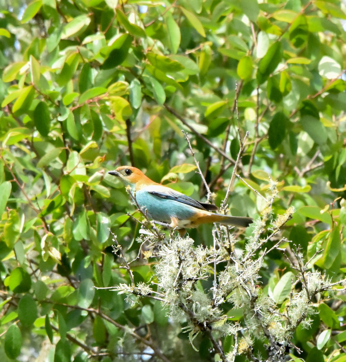 Chestnut-backed Tanager - ML644241357