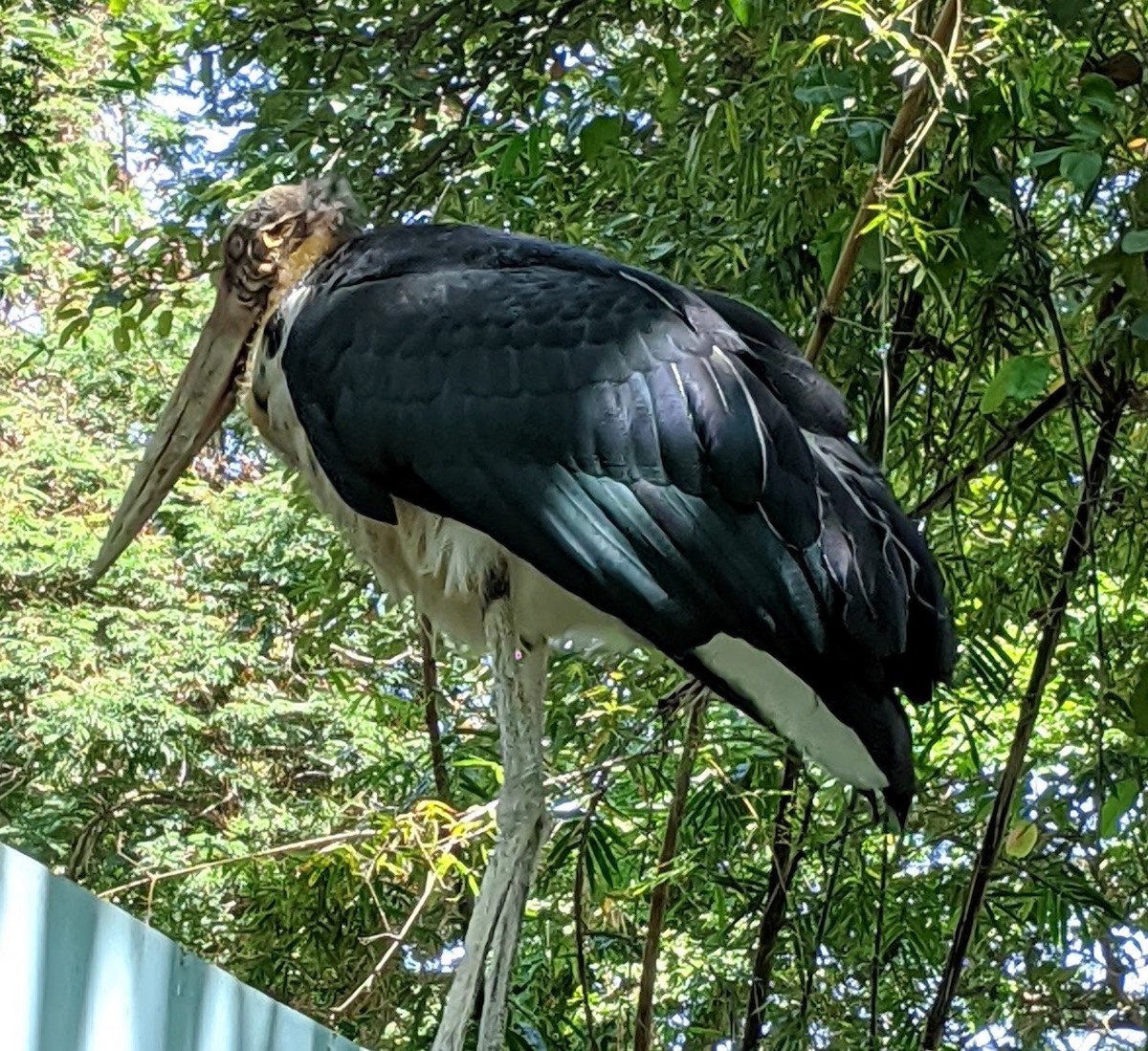Lesser Adjutant - ML644241379