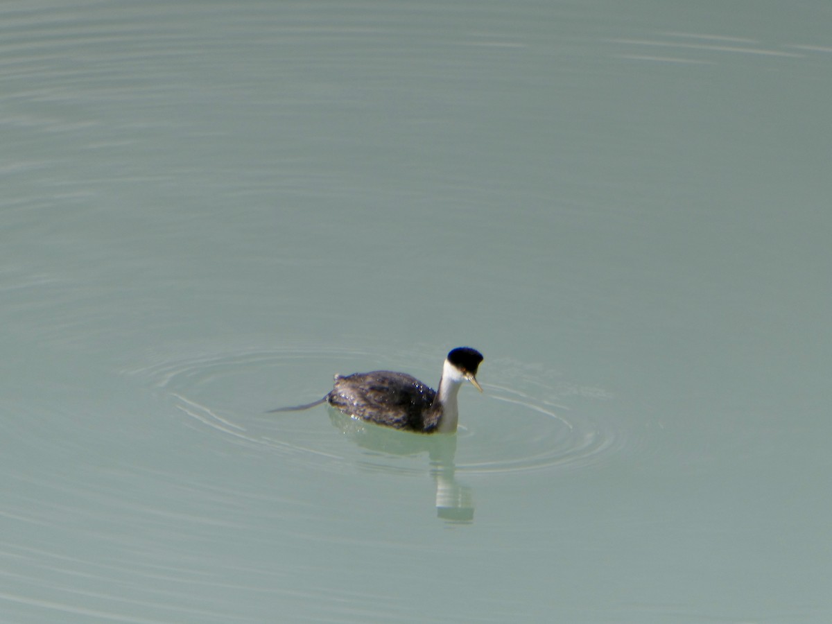 Grèbe élégant - ML644241384