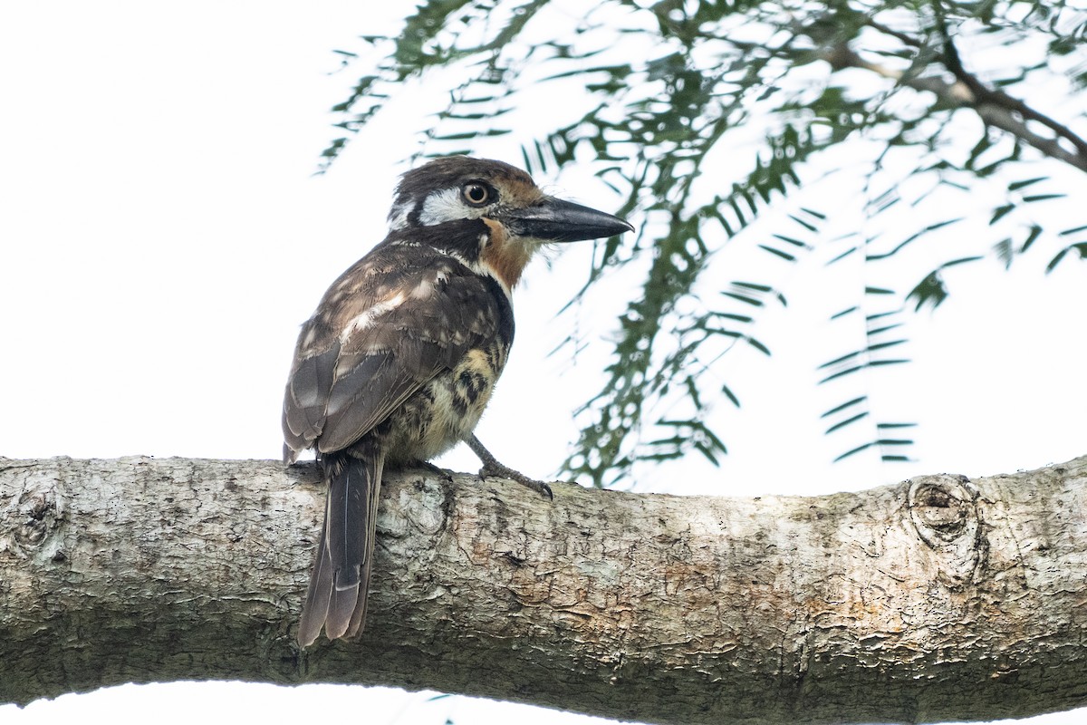Russet-throated Puffbird - ML644241391