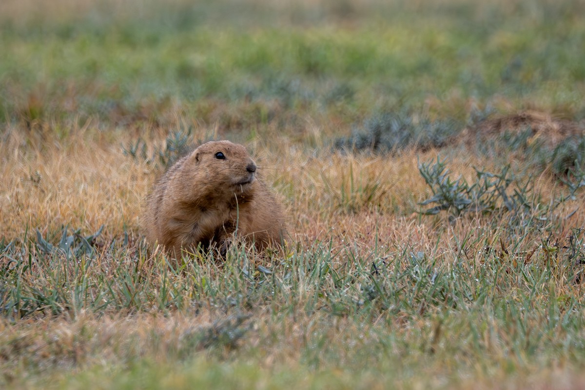 Black-tailed Prairie Dog - ML644241392