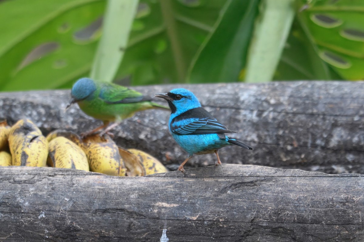 Blue Dacnis - ML644241398