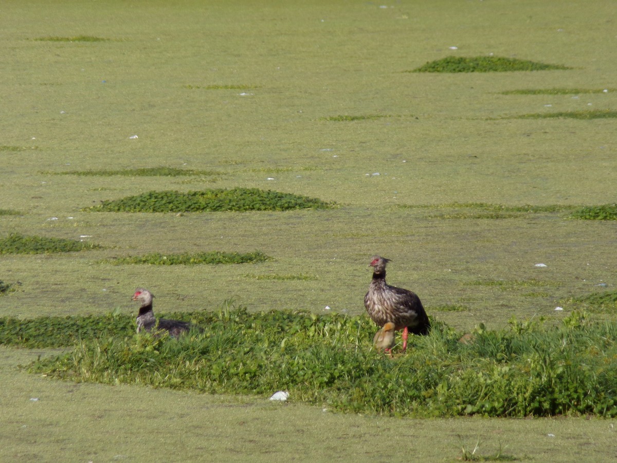 カンムリサケビドリ - ML644241409