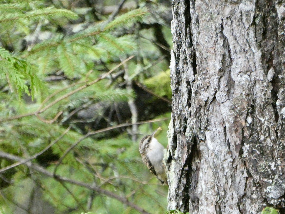 Brown Creeper - ML644241420