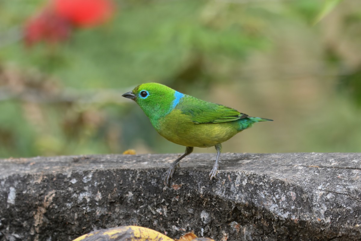 ミドリフウキンチョウ - ML644241421