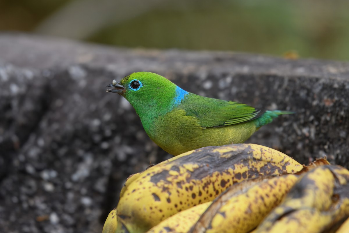 ミドリフウキンチョウ - ML644241422
