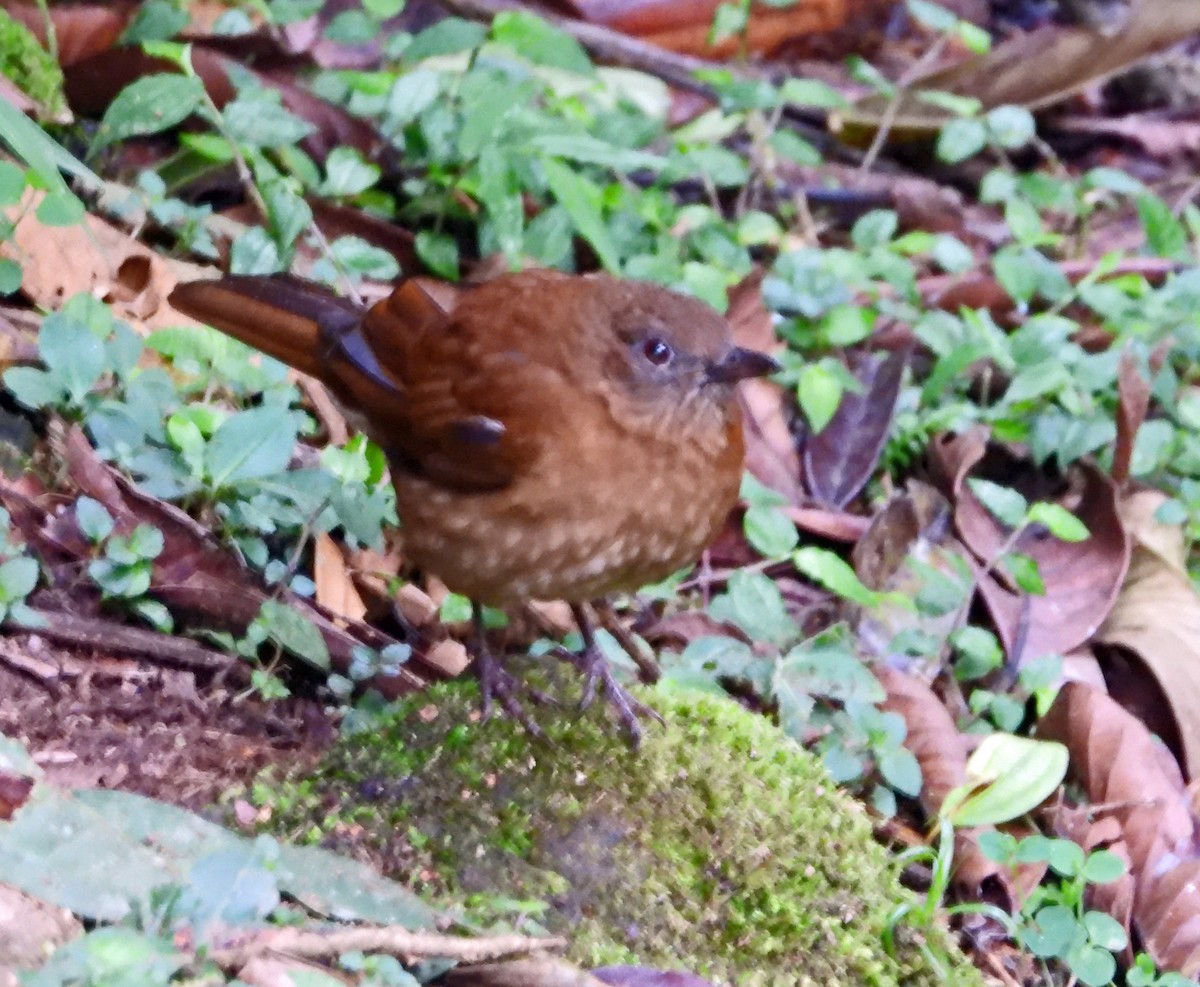 Hauxwell's Thrush - ML644241424