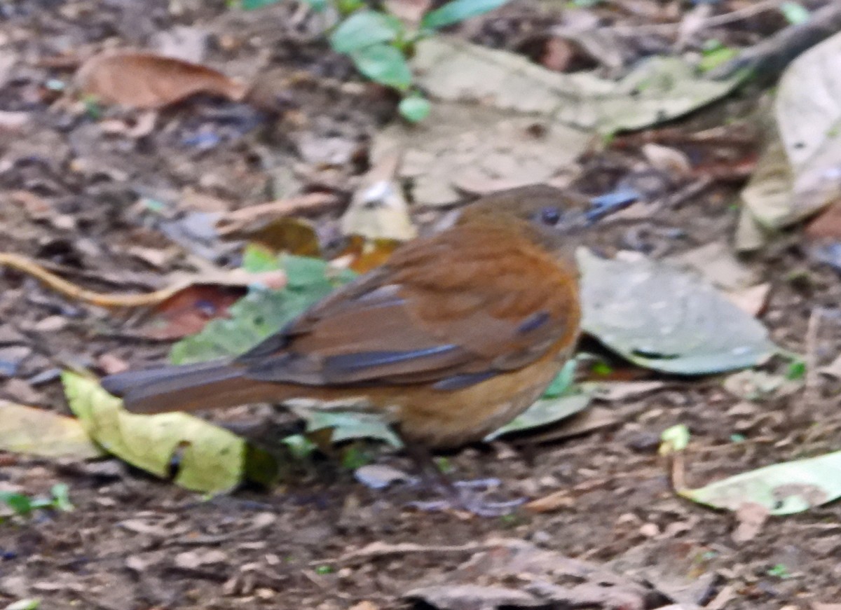 Hauxwell's Thrush - ML644241430