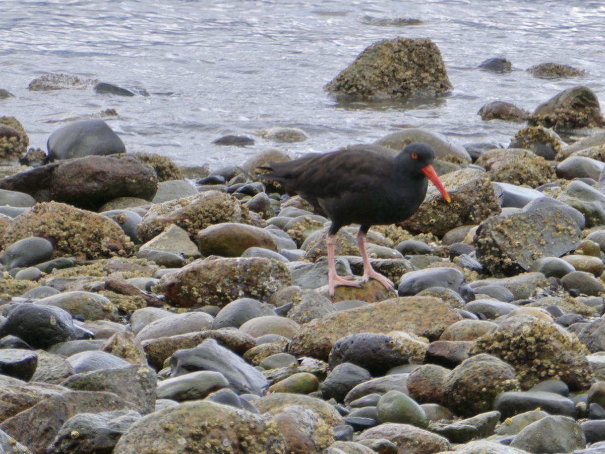 Huîtrier de Bachman - ML644241431