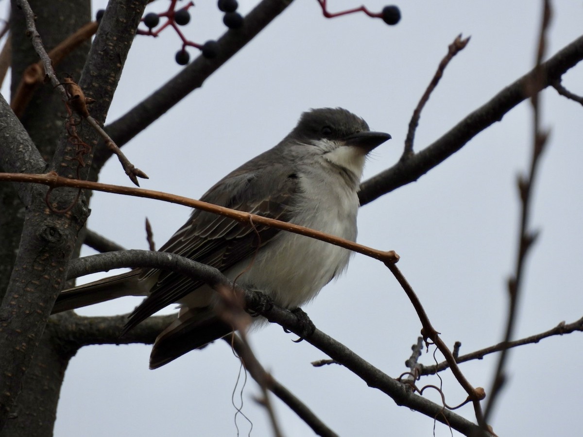 Gray Kingbird - ML644241437