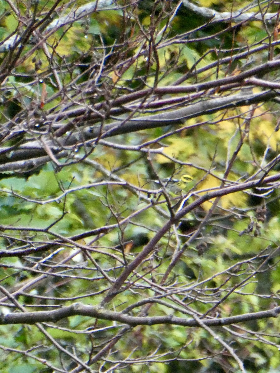 Paruline de Townsend - ML644241438