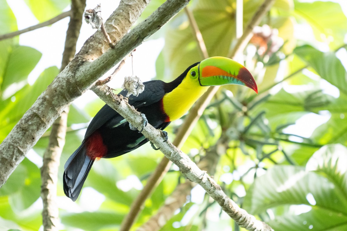 tukan středoamerický - ML644241443
