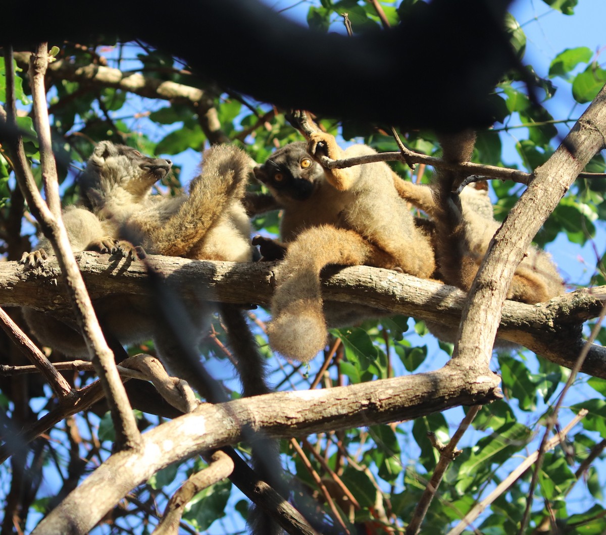 Common Brown Lemur - ML644241445