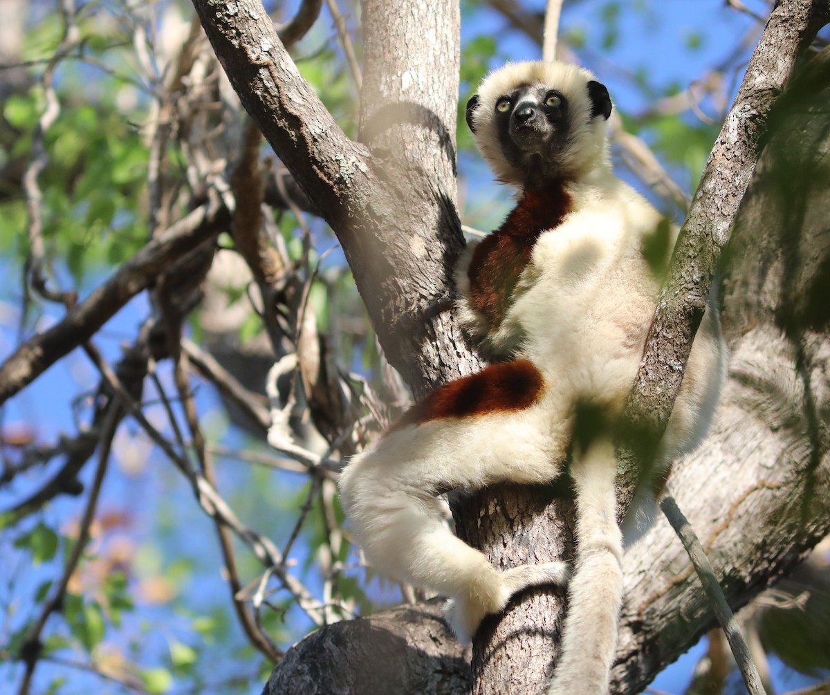 Coquerel's Sifaka - ML644241446