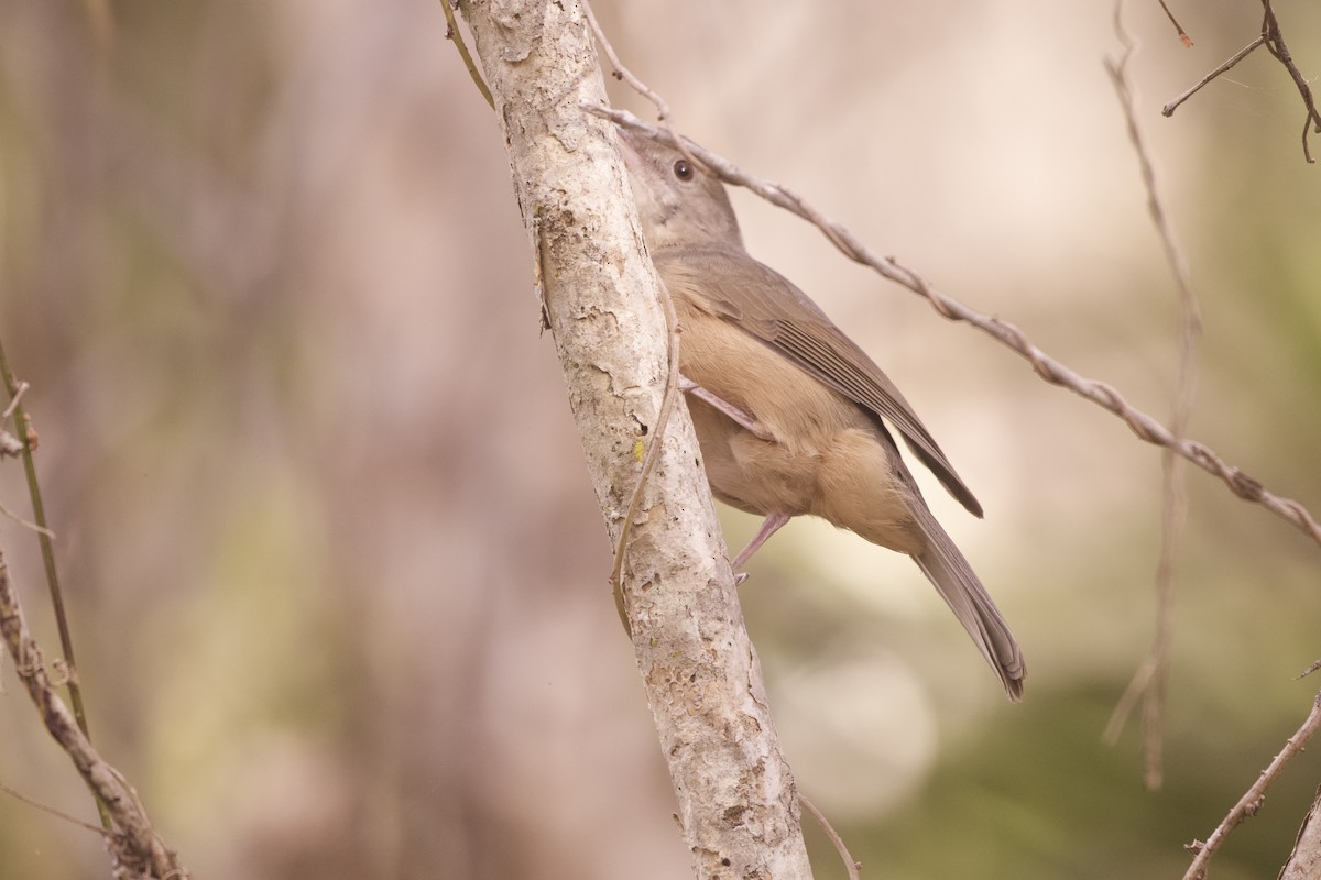 Little Shrikethrush (Rufous) - ML644241466