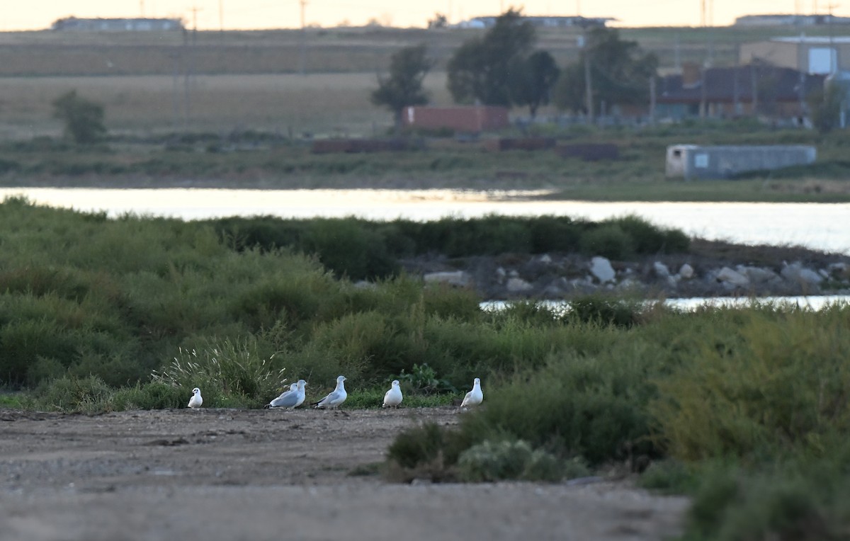 Black-headed Gull - ML644241469