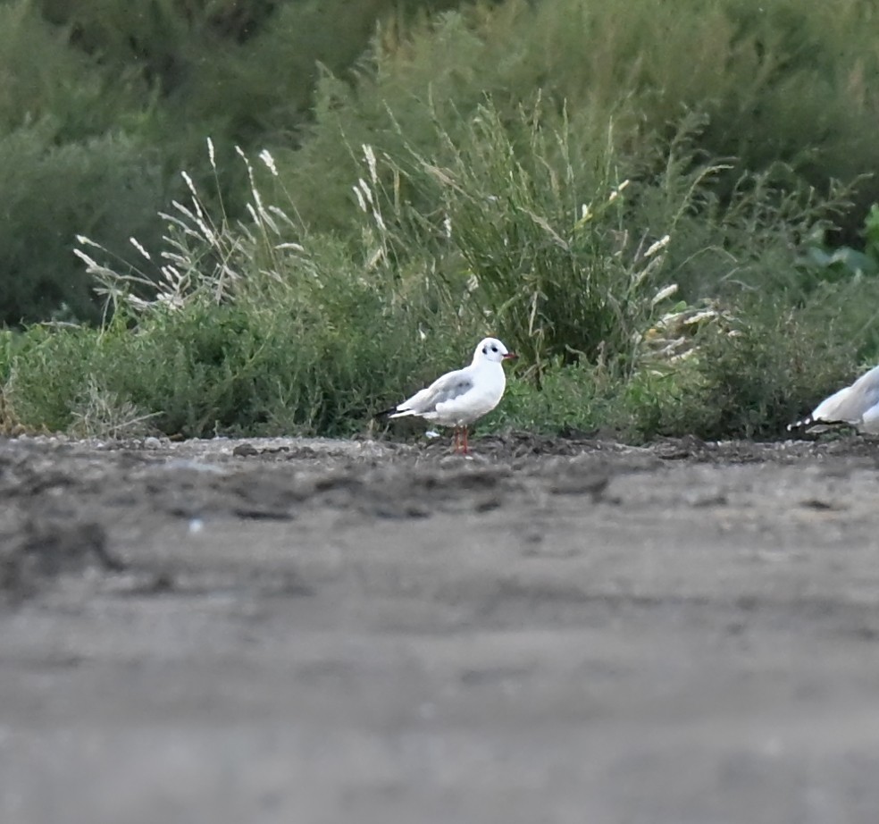 Black-headed Gull - ML644241470