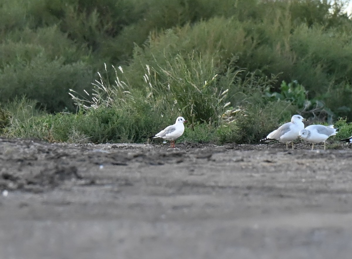 Black-headed Gull - ML644241473