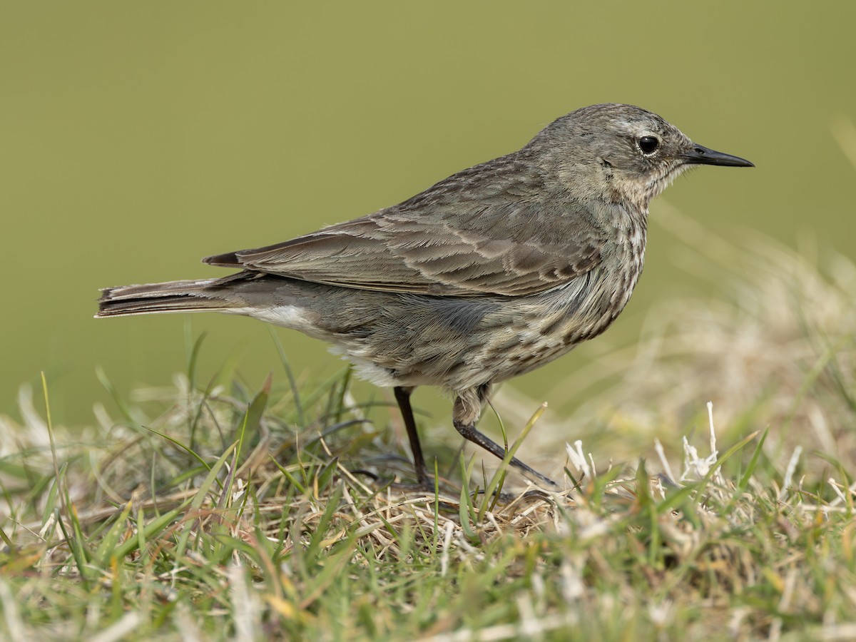 Rock Pipit (Western) - ML644241479
