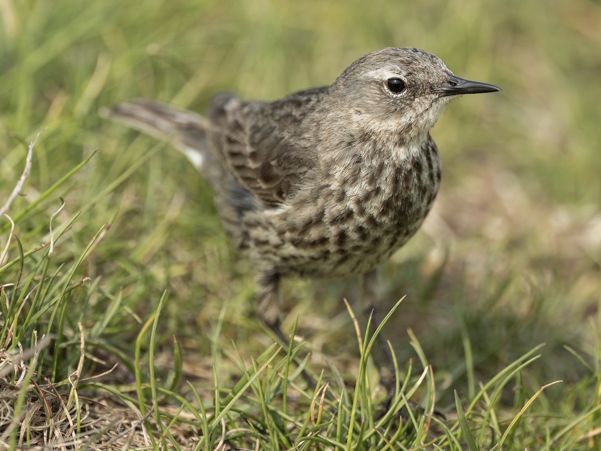 Rock Pipit (Western) - ML644241480