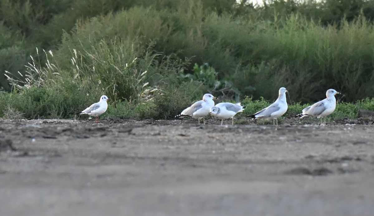 Black-headed Gull - ML644241481
