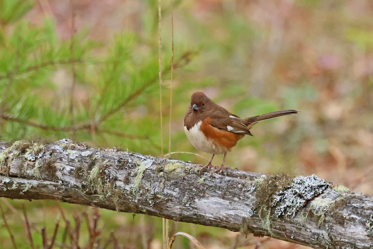Eastern Towhee - ML644241485