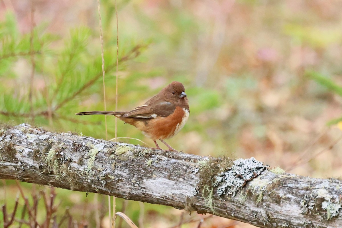 Eastern Towhee - ML644241486