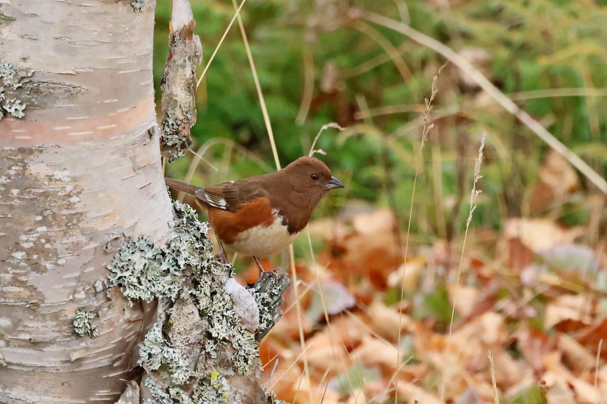 Eastern Towhee - ML644241487