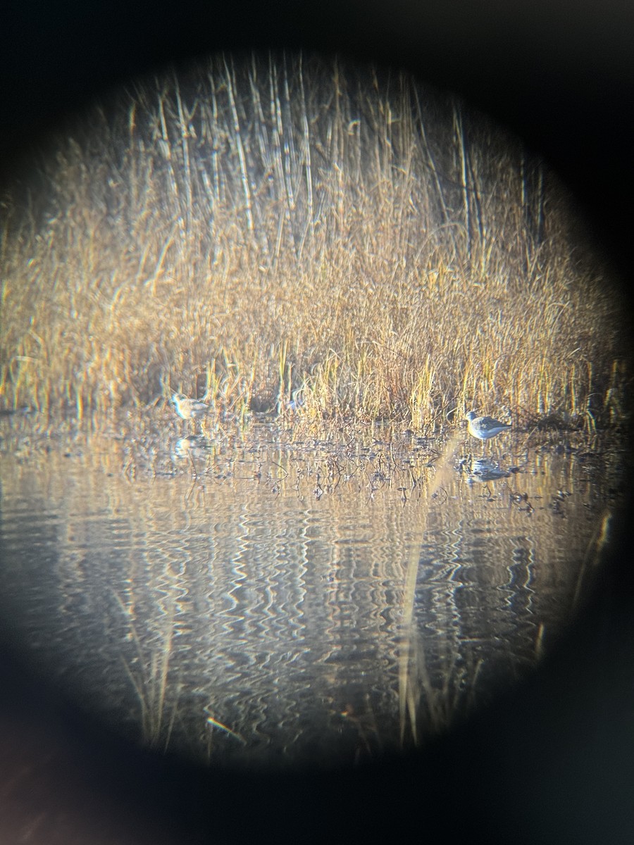 Greater Yellowlegs - ML644241488
