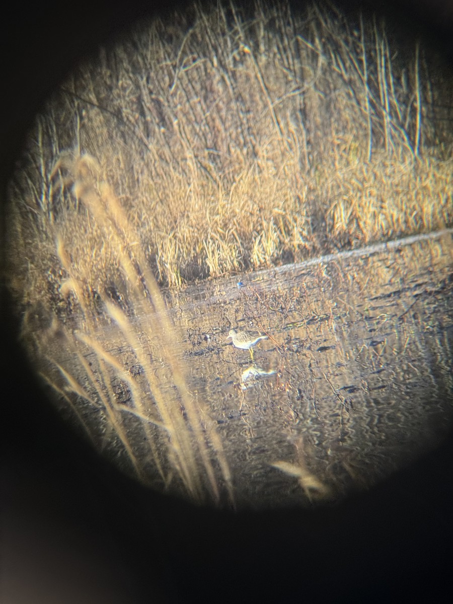 Greater Yellowlegs - ML644241489
