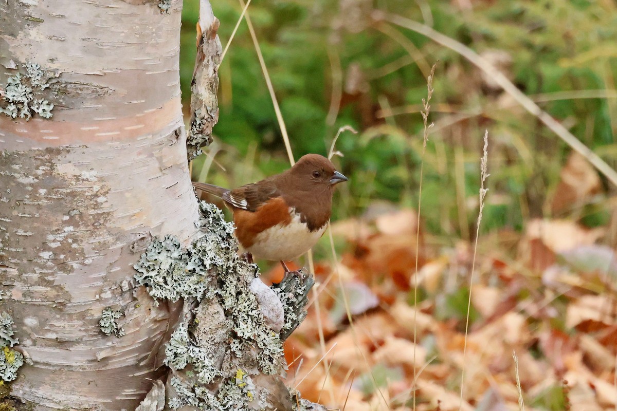 Eastern Towhee - ML644241490