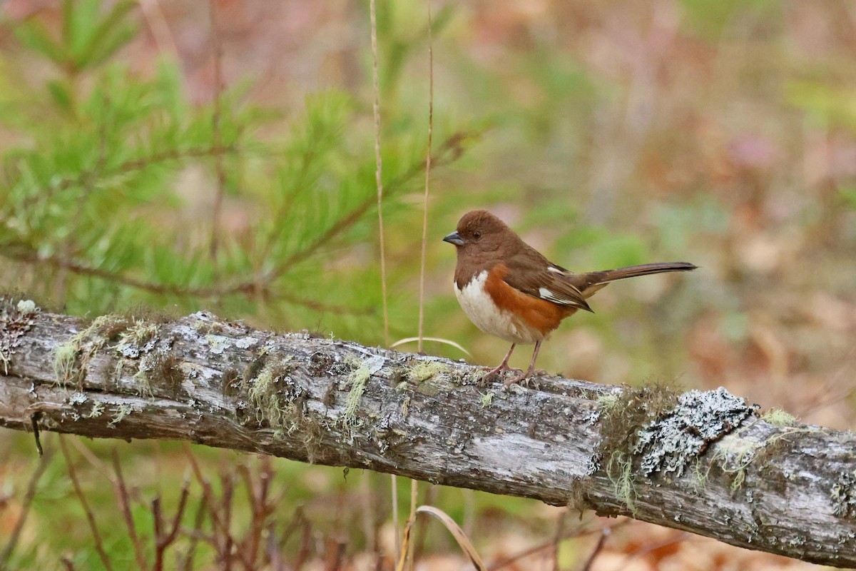 Eastern Towhee - ML644241491