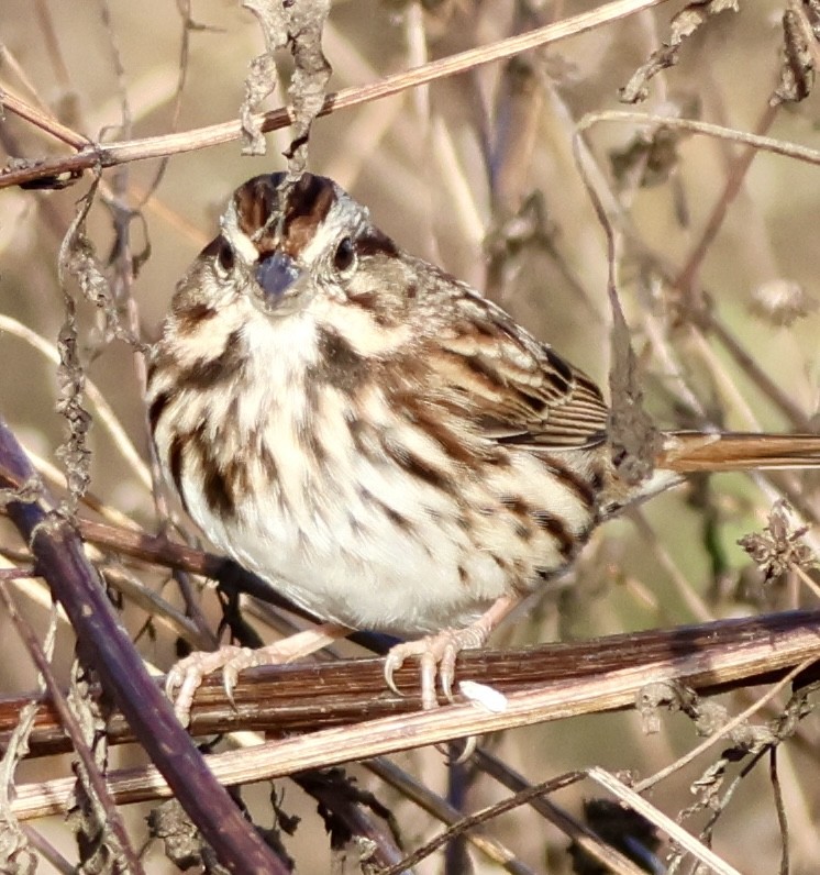 Song Sparrow - ML644241492