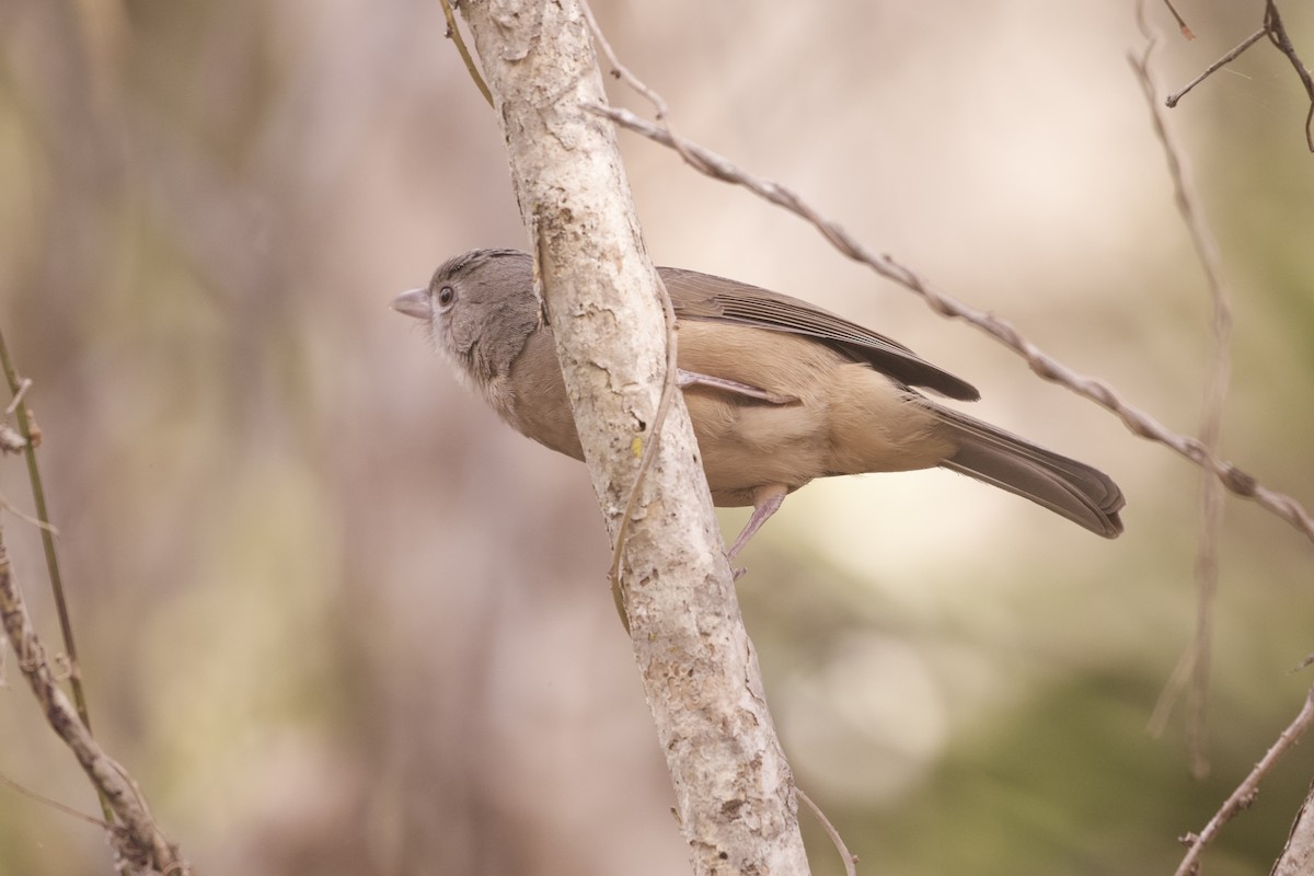 Little Shrikethrush (Rufous) - ML644241497