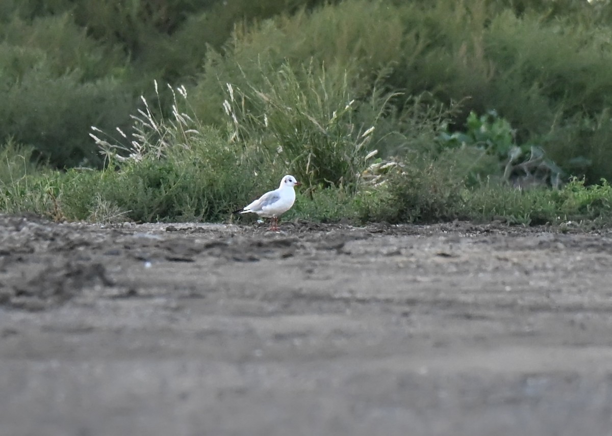 Black-headed Gull - ML644241498