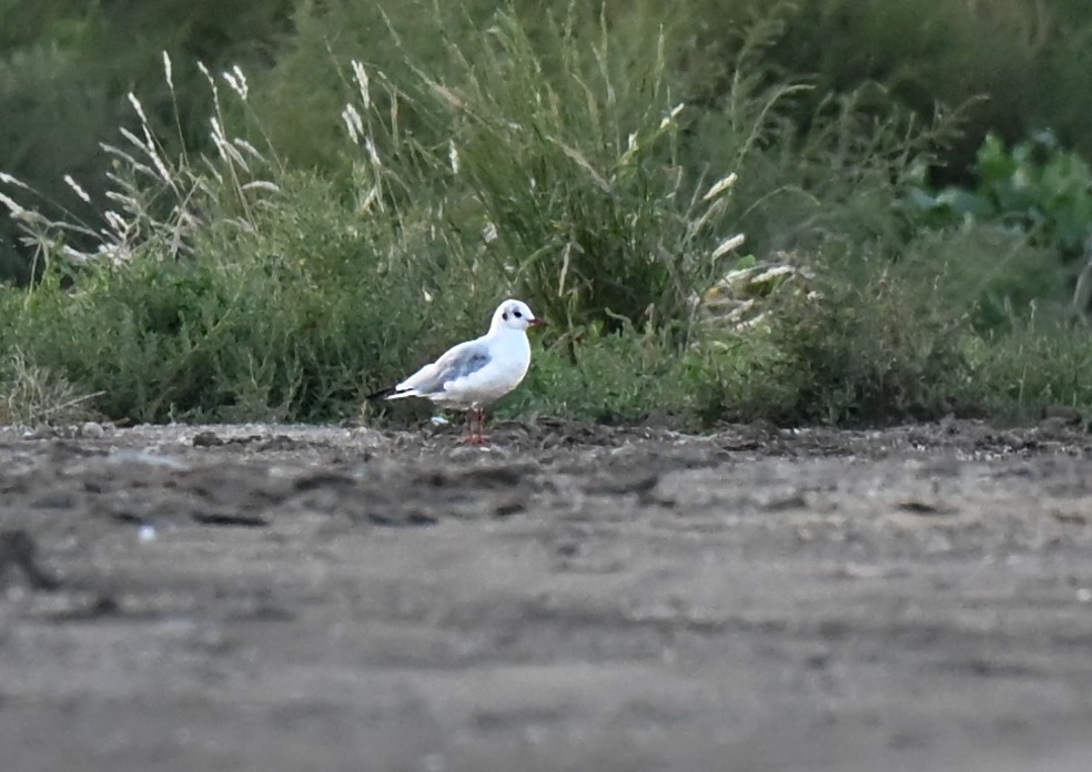 Black-headed Gull - ML644241501