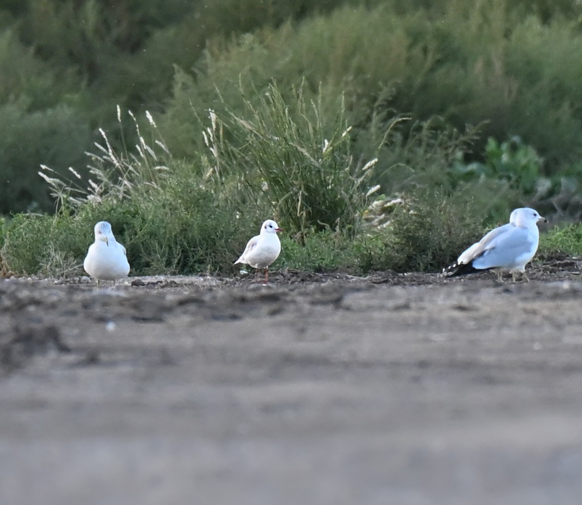Black-headed Gull - ML644241503